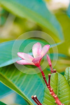 The frangipani flower