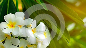 Frangipani flower Plumeria alba with green leaves on blurred background. White flowers with yellow at center. Health and spa