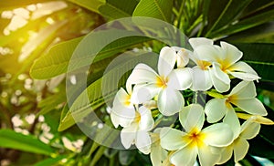 Frangipani flower Plumeria alba with green leaves on blurred background. White flowers with yellow at center. Health and spa