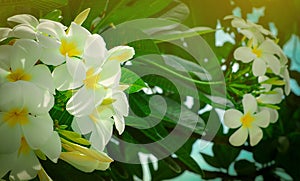 Frangipani flower Plumeria alba with green leaves on blurred background. White flowers with yellow at center. Health and spa