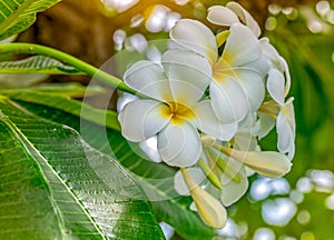 Frangipani flower Plumeria alba with green leaves on blurred background. White flowers with yellow at center. Health and spa