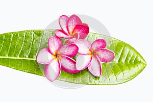 Frangipani flower/plumeria flower on green leaf