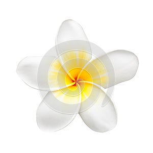 Frangipani Flower or Plumeria Isolated on White photo