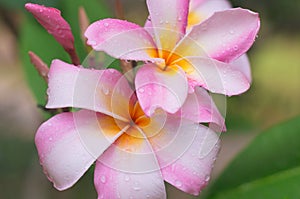 Frangipani flower with raindrop