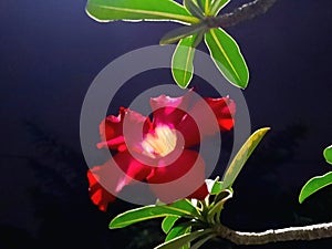 Frangipani flower are red