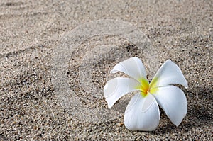 Frangipani flower on a sand beach