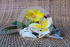 Frangipani flower with seashells