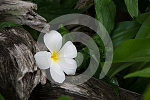 Frangipani is a flower of Thai`spa