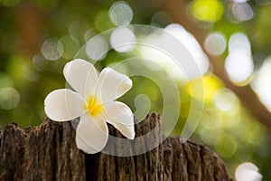 Frangipani is a flower of Thai`spa