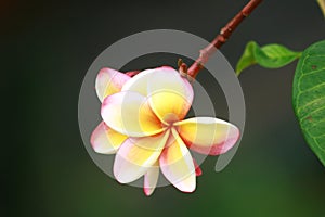 Frangipani Flower tree Seychelles plants photo