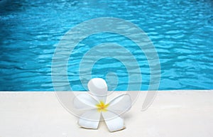 Frangipani flower tropical poolside background with copy space stock photo photograph image picture