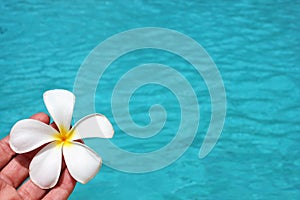 Frangipani flower tropical poolside background with copy space stock photo photograph image picture