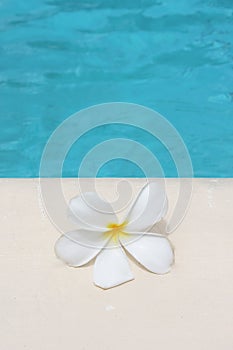 Frangipani flower tropical poolside background with copy space stock photo photograph image picture