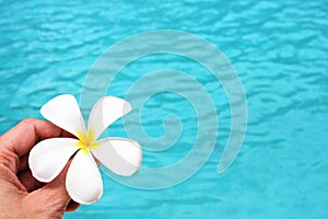 Frangipani flower tropical poolside background with copy space stock photo photograph image picture