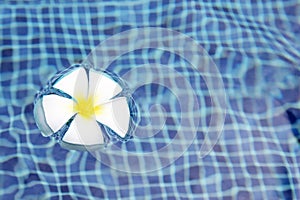 Frangipani flower tropical poolside background with copy space stock photo photograph image picture