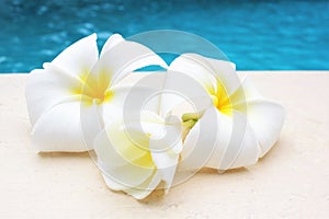 Frangipani flower tropical poolside background with copy space stock photo photograph image picture