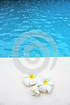 Frangipani flower tropical poolside background for spa resort travel with copy space stock photo photograph image picture