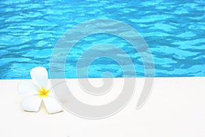 Frangipani flower tropical poolside background for spa resort travel with copy space stock photo photograph image picture