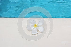 Frangipani flower tropical poolside background for spa resort travel with copy space stock photo photograph image picture