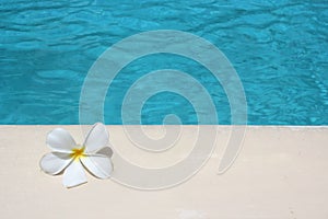 Frangipani flower tropical poolside background for spa resort travel with copy space stock photo photograph image picture