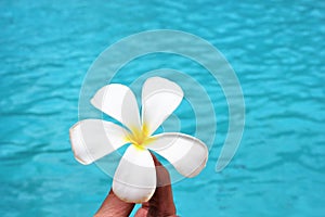 Frangipani flower tropical poolside background for spa resort travel with copy space stock photo photograph image picture