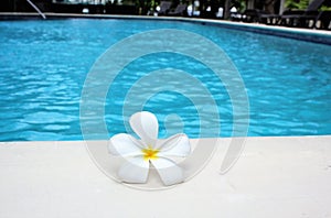 Frangipani flower tropical poolside background for spa resort travel with copy space stock photo photograph image picture