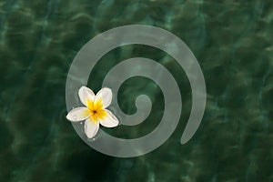 Frangipani flower on the water