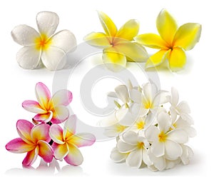 Frangipani flower on white backgroun