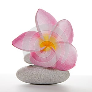 Frangipani flower on White Pebbles