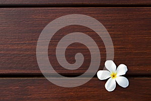 Frangipani flower on wood texture background