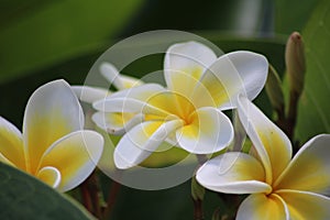 FRANGIPANI FLOWER