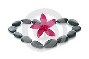 Frangipani flower with zen rocks with white background.