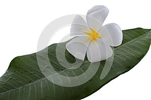 Frangipani flower with zen rocks with white background.
