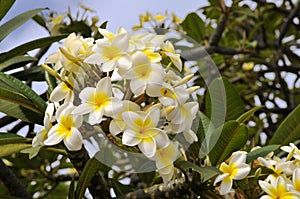 Frangipani flowers photo