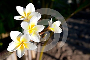 Frangipani flowers