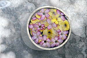 Frangipani flowers