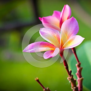 Frangipani flowers