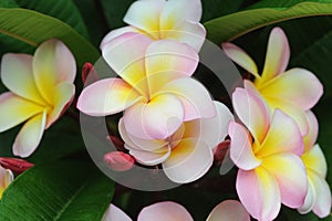 Frangipani flowers