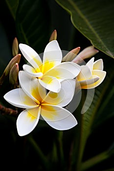 Frangipani Flowers