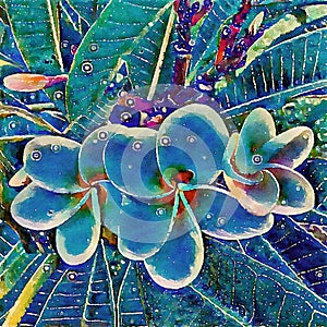 Frangipani flowers