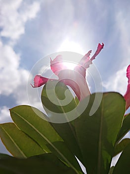 Frangipani flowers with a background of sunlight