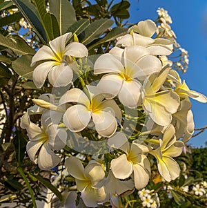 Frangipani flowers bloom square dimensions