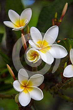 Frangipani flowers blooming on a branch