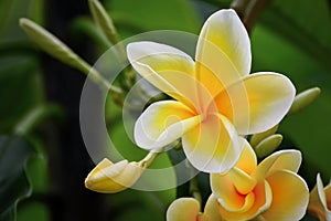 Frangipani flowers