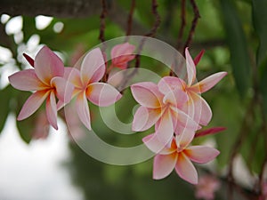 Frangipani flowers blooming. Pink Frangipani, Plumeria, Temple Tree, Graveyard Tree