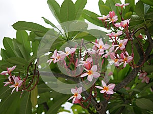 Frangipani flowers blooming. Pink Frangipani, Plumeria, Temple Tree, Graveyard Tree