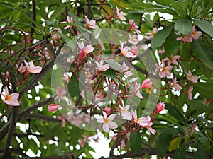 Frangipani flowers blooming. Pink Frangipani, Plumeria, Temple Tree, Graveyard Tree
