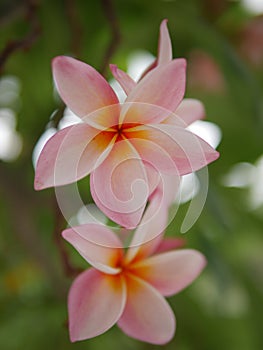 Frangipani flowers blooming. Pink Frangipani, Plumeria, Temple Tree, Graveyard Tree