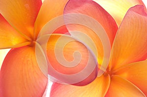 Frangipani flowers close up
