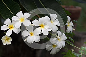 Frangipani flowers Close up beautiful Plumeria  with green leaves.Blooming white plumeria rubra L flowers